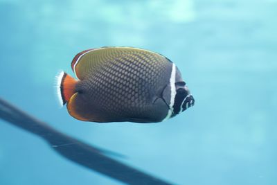 Close-up of fish swimming in sea