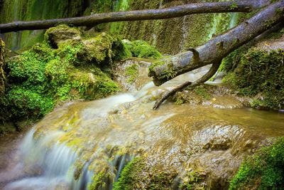 Scenic view of stream amidst trees in forest