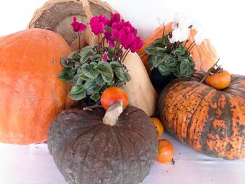 Close-up of pumpkins