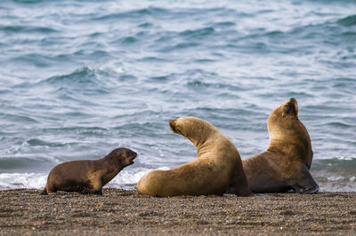 Close-up of seal at beach