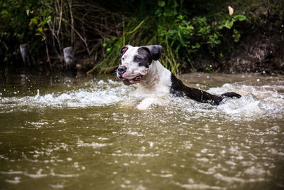 Dog running in water