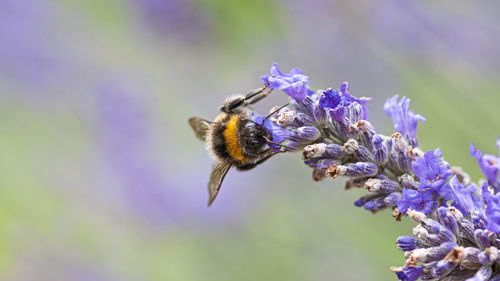 Close-up of bee pollinating on purple flower