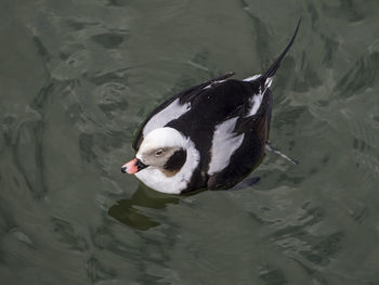 High angle view of duck swimming in lake