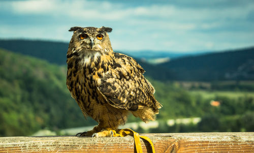 Portrait of owl perching on wooden post