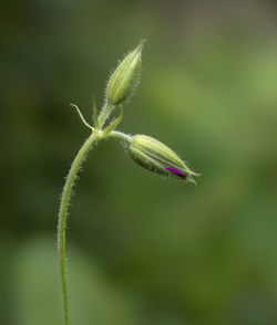 Close-up of flower bud