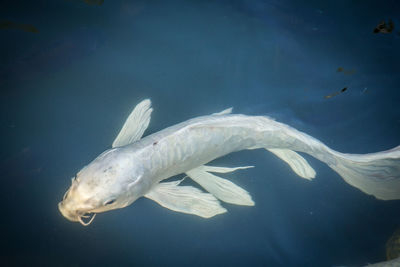 Fish swimming in sea