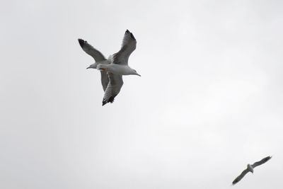 Low angle view of seagull flying