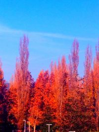 Trees with sky in background