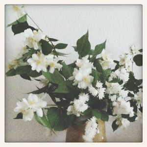 Close-up of white flowers