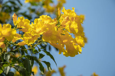 Close-up of yellow flowering plant