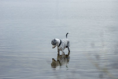 Dog standing in lake