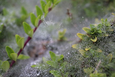 Close-up of plant