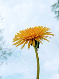 Close-up of yellow flowering plant against sky