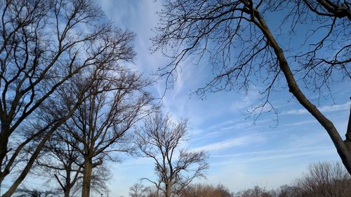 Low angle view of bare trees against sky