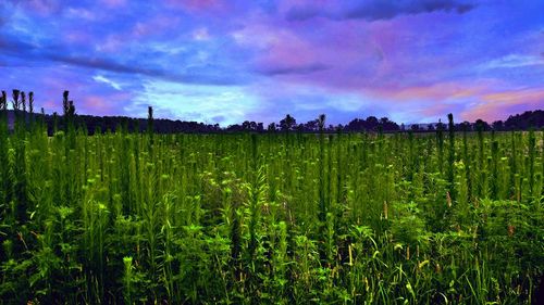 Scenic view of field against cloudy sky