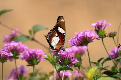 Close-up of butterfly pollinating on pink flower