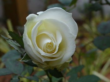 Close-up of white rose