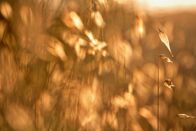 Blurred motion of bird flying in the field