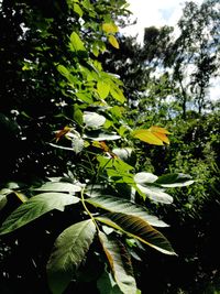 Close-up of flower tree