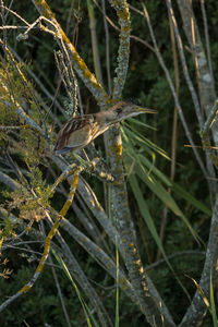 Close-up of butterfly on plant