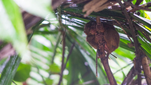 Close-up of bird perching on tree