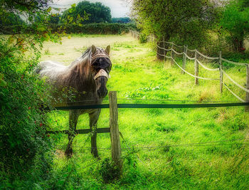 View of a horse on field