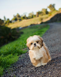 Portrait of shih tzu on walkway