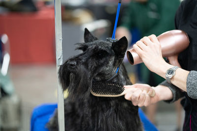 Close up of  terrier being groomed with a brush and dried with a hair dryer