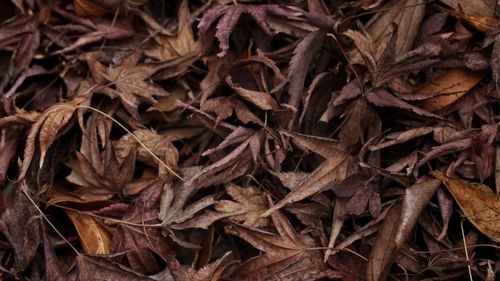 Close-up of dry leaves on field