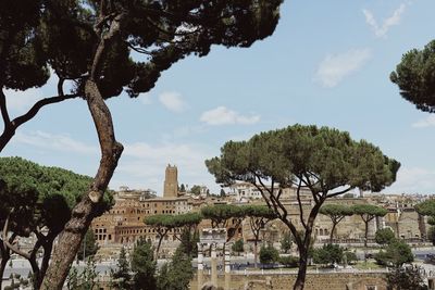 Trees and plants against sky in city