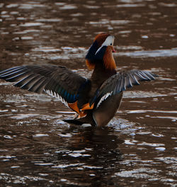 Close-up of bird flying over lake