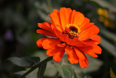 Close-up of orange flower