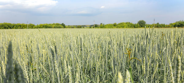 Golden yellow green spikelets of ripe wheat in field on blue sky background. panoramic view 