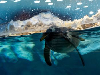 Close-up of penguin swimming in aquarium