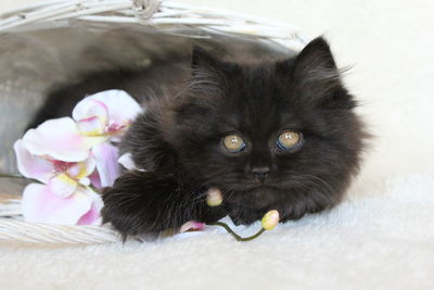 Close-up of cat on flower