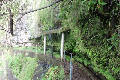 Close-up of plants against trees