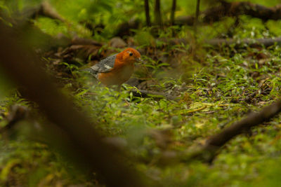 Bird perching on a field