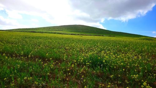 Scenic view of agricultural field against sky