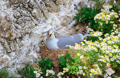 Close-up of bird perching on rock