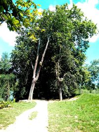 Trees growing in park