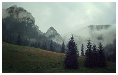 Panoramic view of trees in forest against sky