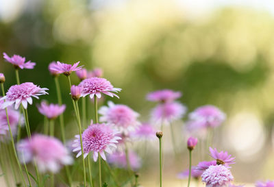 Close-up of pink flowering plants on field