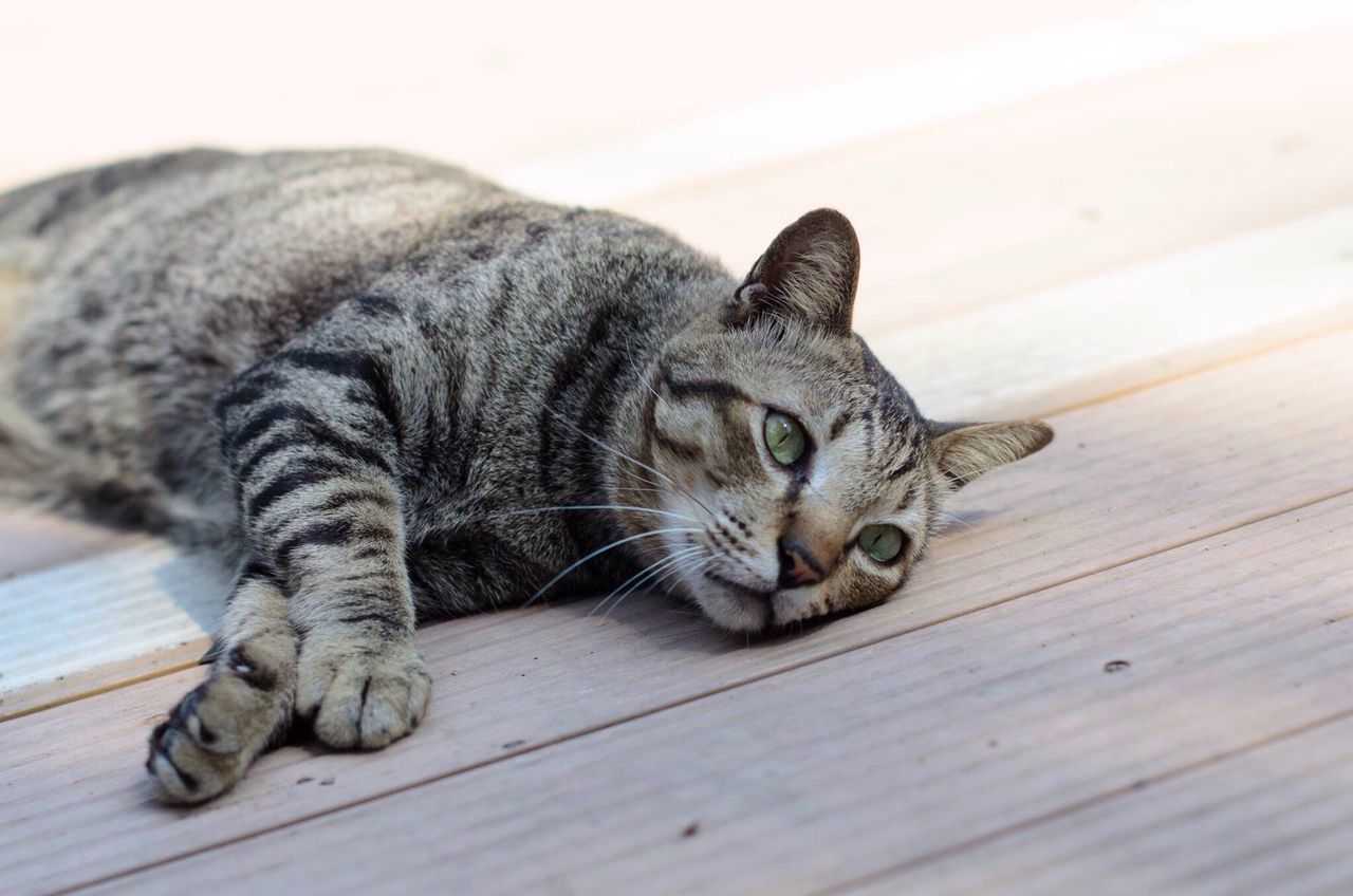 animal themes, domestic cat, one animal, pets, wood - material, cat, domestic animals, mammal, feline, wooden, relaxation, indoors, whisker, close-up, table, plank, resting, lying down, wood, hardwood floor