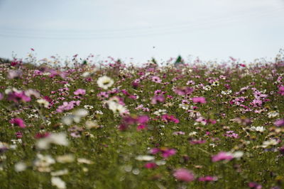 Close-up of purple flowering plants on field