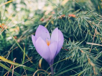 Close-up of purple crocus flower