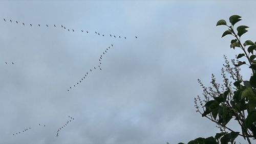 Low angle view of birds flying against sky