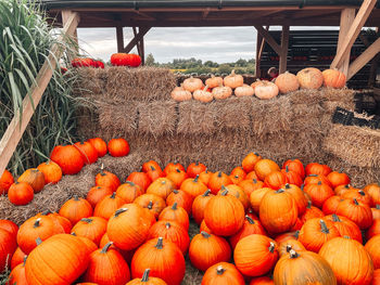 Pumpkins on field