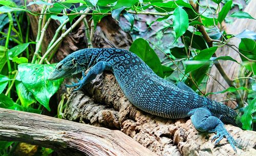 Side view of a reptile on branch