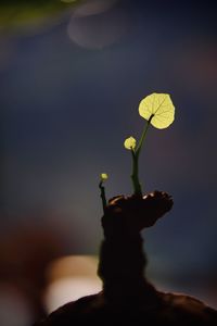 Low angle view of flowering plant against sky