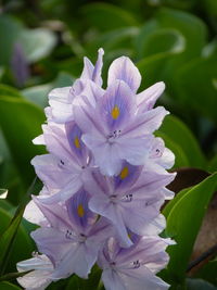 Close-up of purple flowering plant